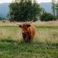 Nora | Registered Scottish Highland Cow | Olds Souls Farm | Baker City, Oregon