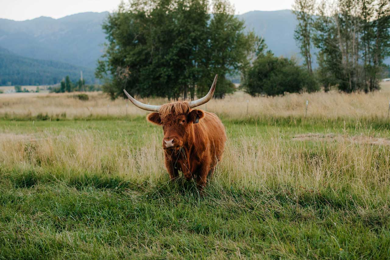 Nora | Registered Scottish Highland Cow | Olds Souls Farm | Baker City, Oregon