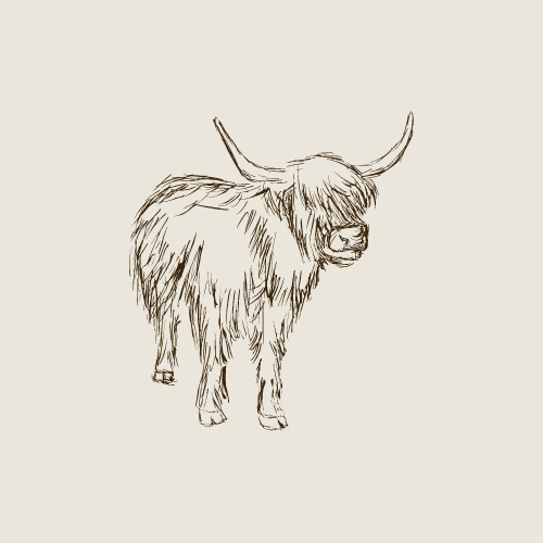 Scottish Highland Cattle Graphic