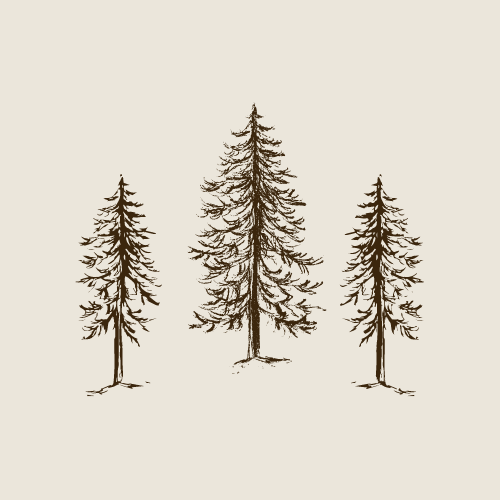 Evergreen Tree Graphic