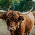 Rosemarie | Registered Scottish Highland Cow | Olds Souls Farm | Baker City, Oregon