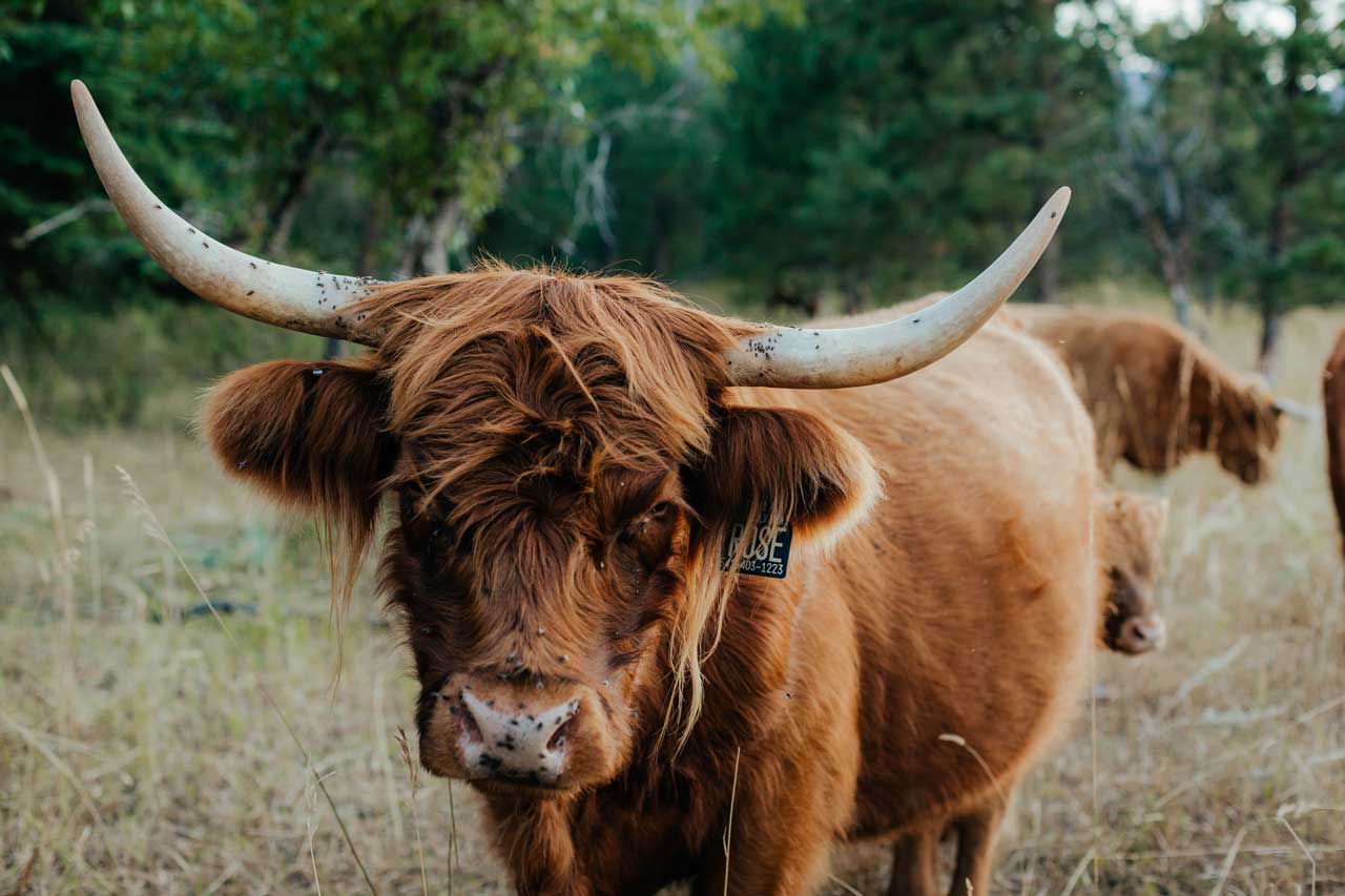 Rosemarie | Registered Scottish Highland Cow | Olds Souls Farm | Baker City, Oregon