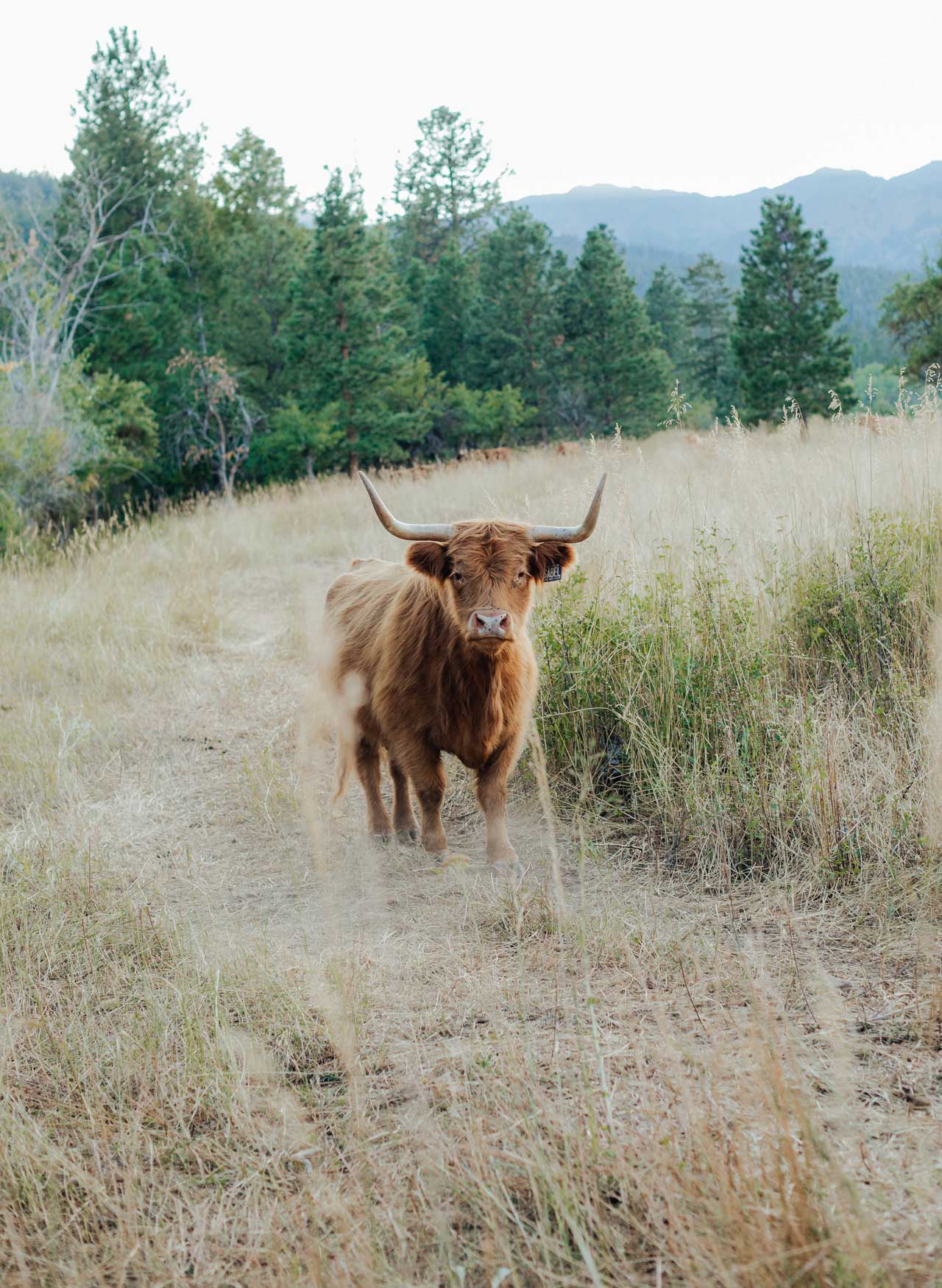 Sabel | Registered Scottish Highland Cow | Olds Souls Farm | Baker City, Oregon