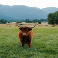 Sheena | Registered Scottish Highland Cow | Olds Souls Farm | Baker City, Oregon