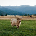 Siggie | Unregistered Scottish Highland Cow | Olds Souls Farm | Baker City, Oregon