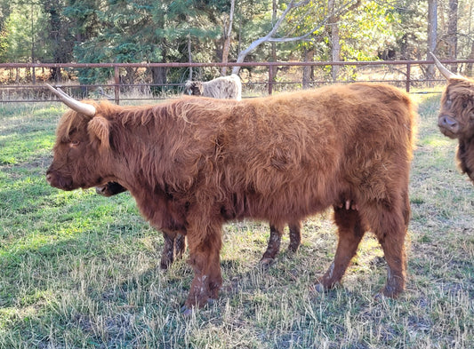 Teddita (Unregistered) + calf