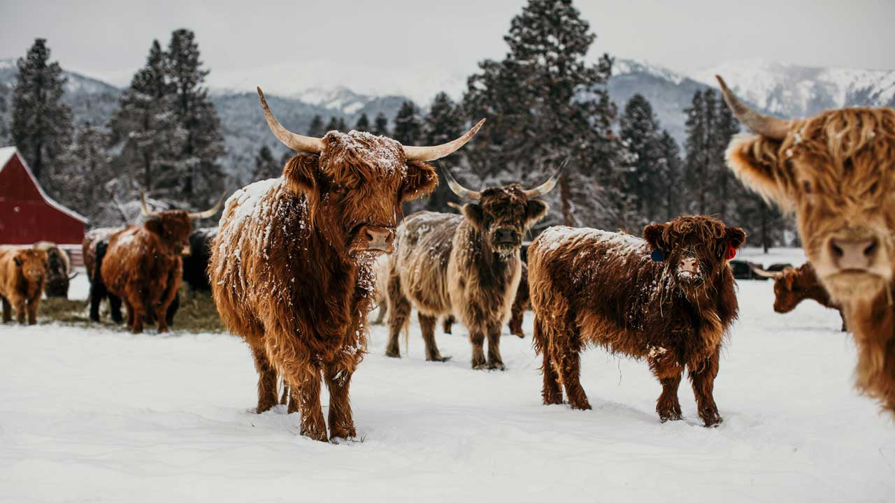 Scottish Highland Cattle | Olds Souls Farm | Baker City, Oregon