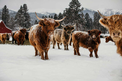Scottish Highland Cattle | Olds Souls Farm | Baker City, Oregon
