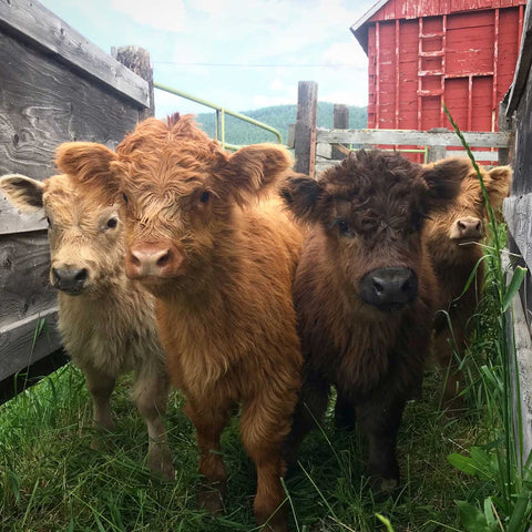 Scottish Highland Weaned Calves | Olds Souls Farm | Baker City, Oregon