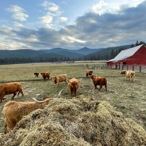 Scottish Highland Cattle & Barn | Olds Souls Farm | Baker City, Oregon