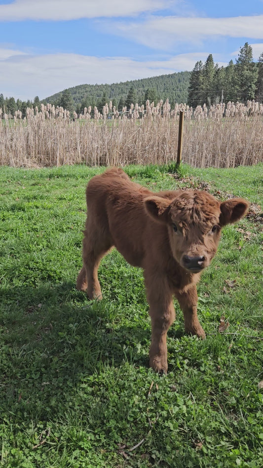 OSF Leith - Bottle Calf