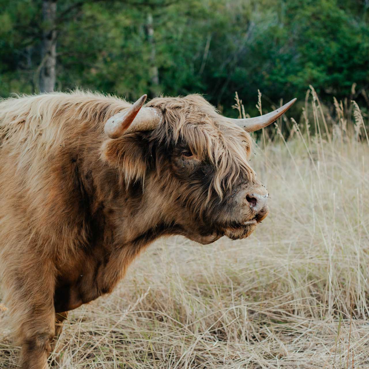 Scottish Highland Cattle | Olds Souls Farm | Baker City, Oregon